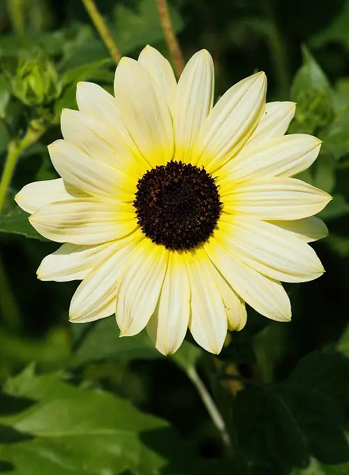 Amazing Black and White Sunflower Varieties 3