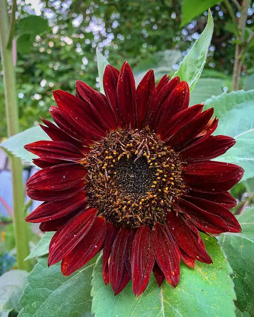 Best Sunflower Colors - Red