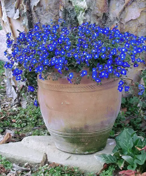 Blue Flower Names & Images in pot