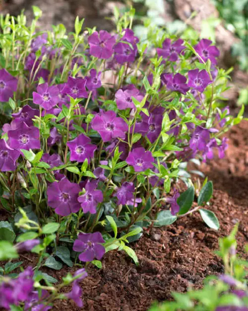 amazing Purple Evergreens in garden