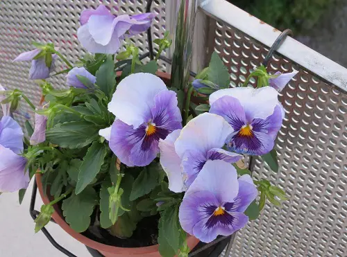 Different Pansy Flowers Colors 