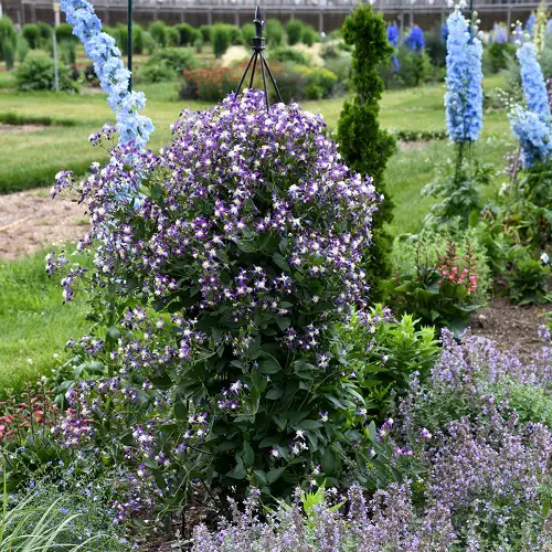 hanging Purple Perennial Flowers