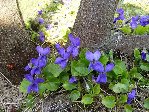 Plants That Grow Beneath Large Trees1