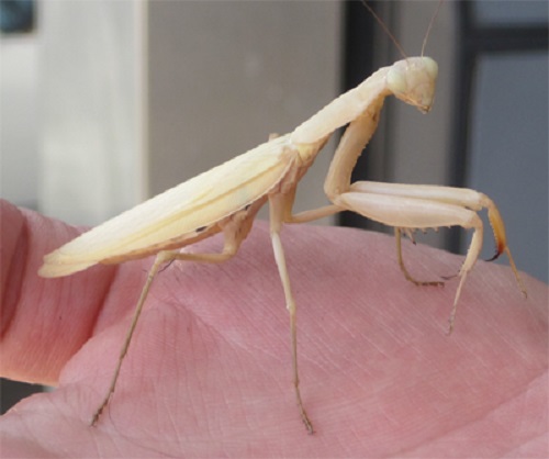 What does it mean if a White Praying Mantis Sits on You