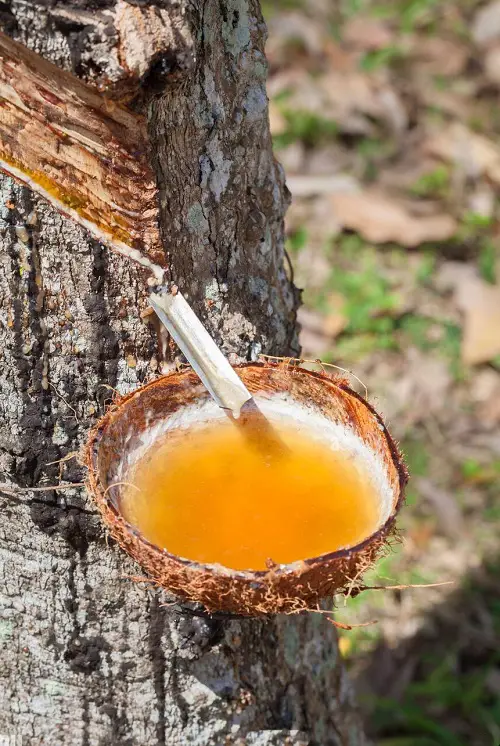 What is Tree Sap