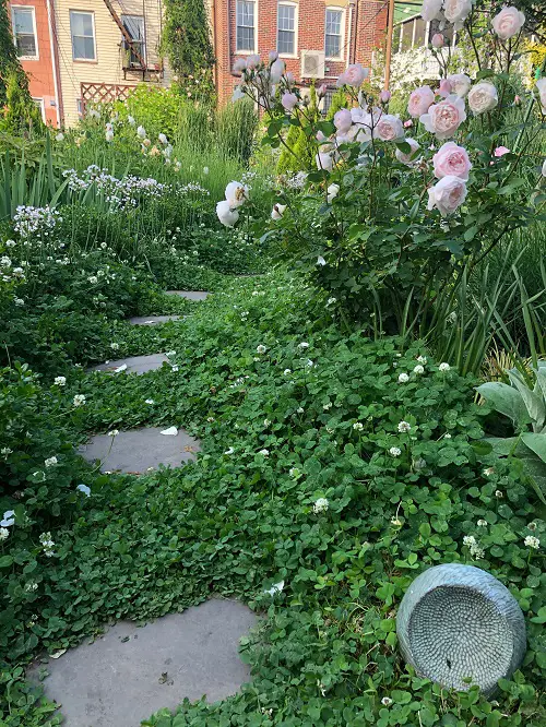 Best Grass Alternative Plants 5