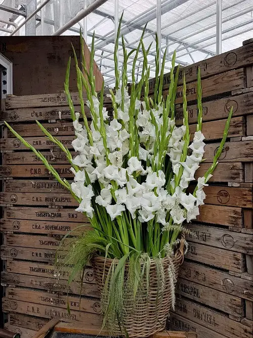 top White Flowers for Funerals 