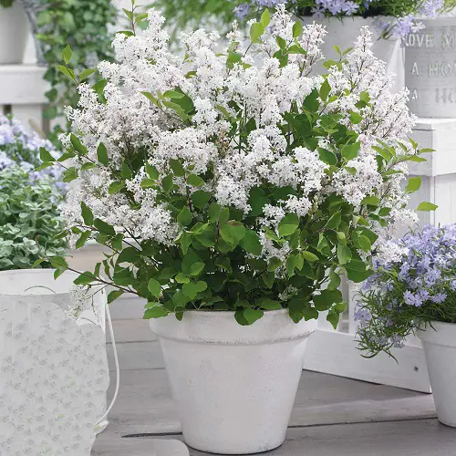 beautiful White Funeral Flowers