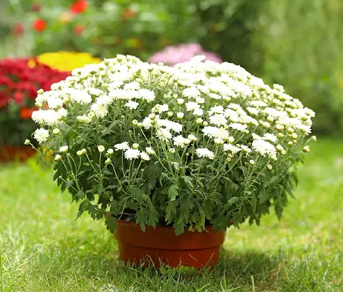 lovely White Flowers for Funerals 5