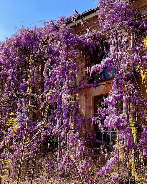 Quick-Growing Vines for Wall or Fence Coverage