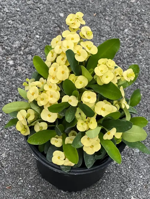 Yellow Crown of Thorns