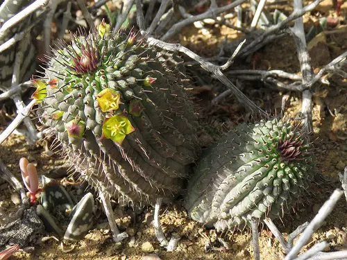 Succulents Yellow Flowers