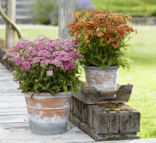Flowers That Reappear Every Year 2