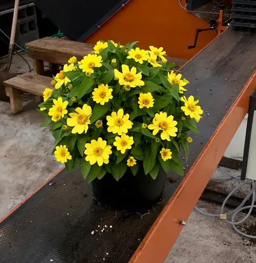 Grow Zahara Zinnia 7