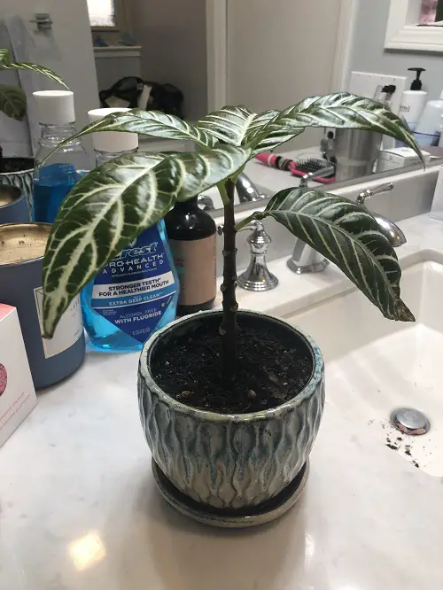 Best Shower Plants in pot