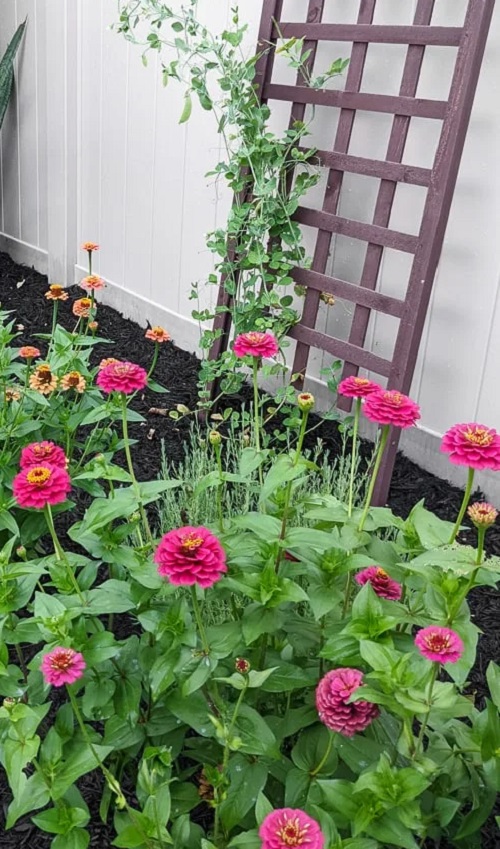 zinnias and okra 