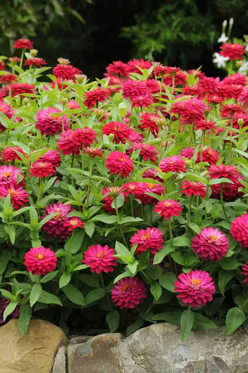 Grow Zahara Zinnia 2