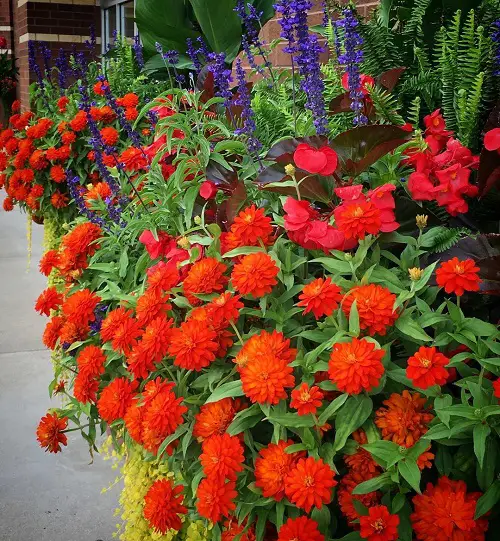 best Annual Flowers That Bud in the Spring 