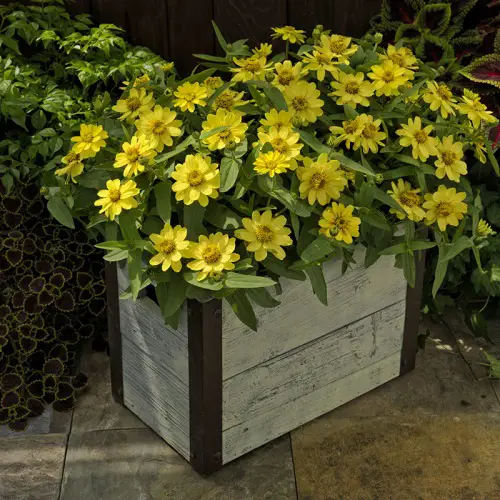 best Yellow Flower Types for Gardens 
