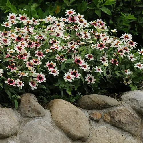Grow Zahara Zinnia 3