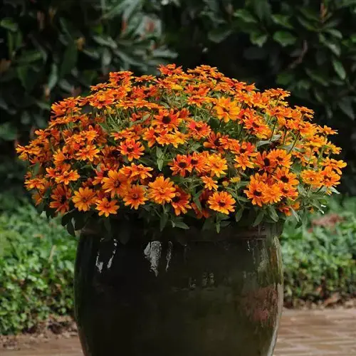 Grow Zahara Zinnia 4