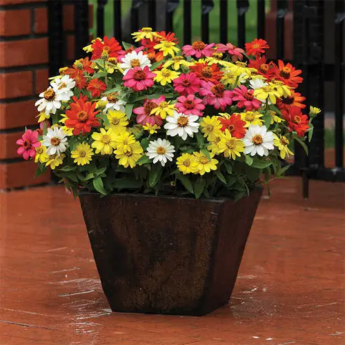 Grow Zahara Zinnia 6