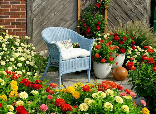 Zahara Zinnias Varieties 2