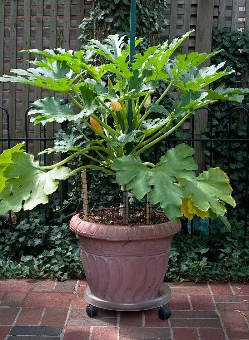Most Productive Vegetables for a Balcony and Patio Garden