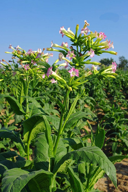 Nicotiana are Sunflower Companion Plants