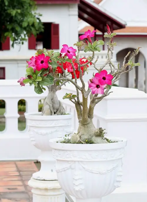 best Stunning Types of Desert Rose Varieties