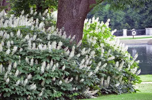 Growable Plants Beneath Large Trees 4