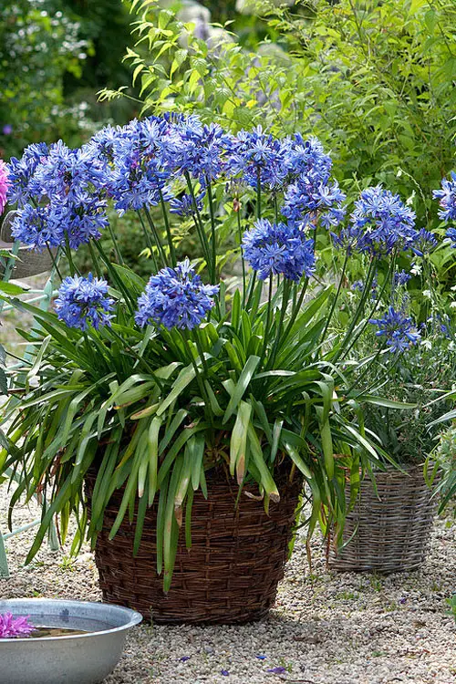 Blue Flower Names with Pictures in busket