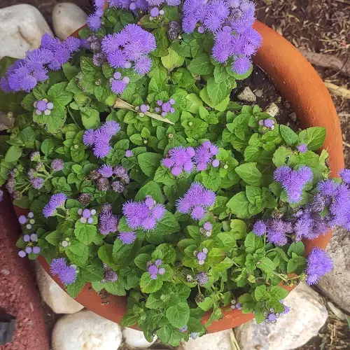 Blue Flower Names & Images in garden