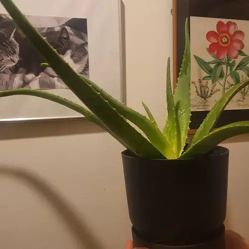 top Houseplants You Can Grow on Top of a Fridge