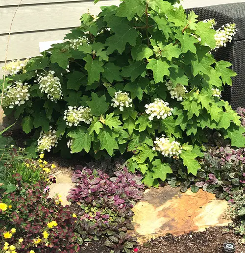 Stunning Oakleaf Hydrangea Varieties 3