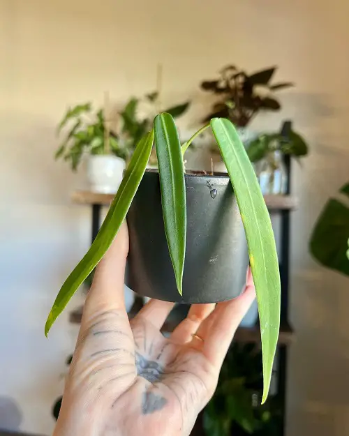 Anthurium Pallidiflorum Pot Requirement