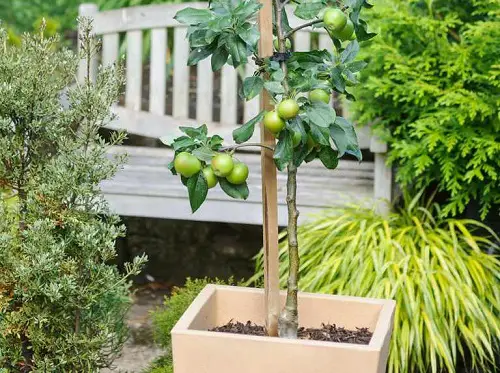 lovely Different Types of Green Apple Varieties