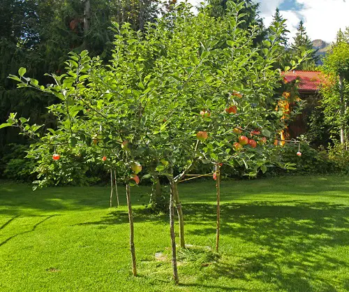 amazing Different Types of Green Apple Varieties
