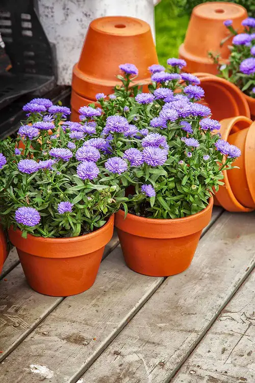 Beautiful September Birth Month Flowers