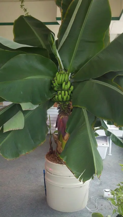 Fruits That Can be Grown in 5-Gallon Bucket indoor