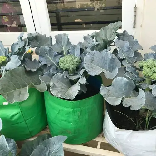vegetable Plants that Don’t like Eggshells