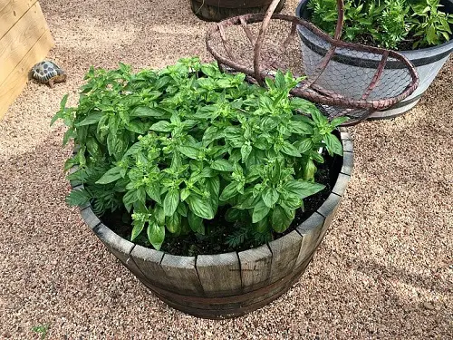 Best Herb Plants for Barrels