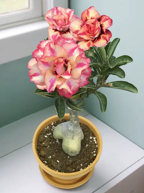 Types of Desert Rose Varieties indoor