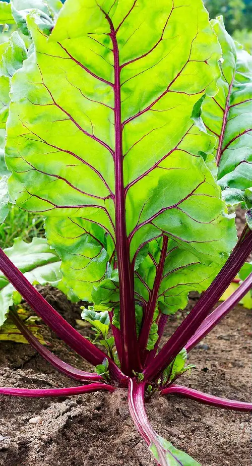 Plants With Red Veins on the Foliage