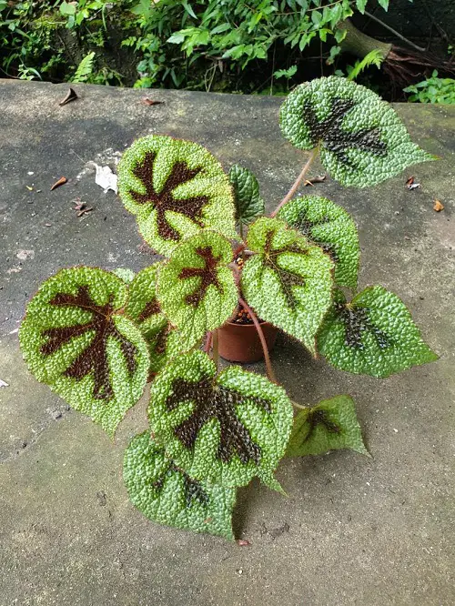 beautiful Purple and Green Plants 