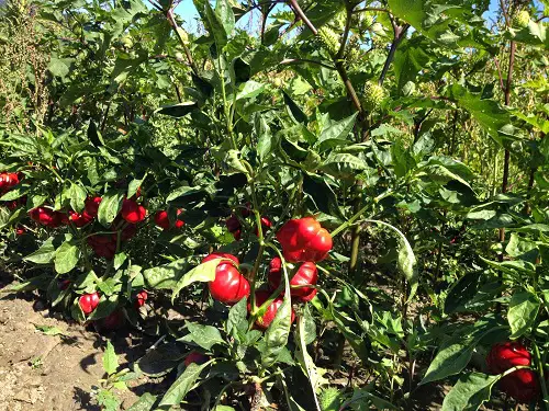 Types of Bell Pepper Varieties