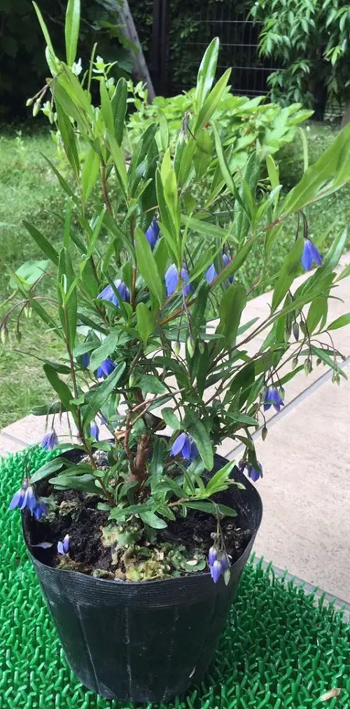 best Blue Flower Names with Pictures