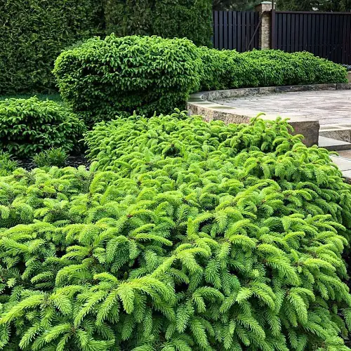 top Best Low Maintenance Evergreen Shrubs