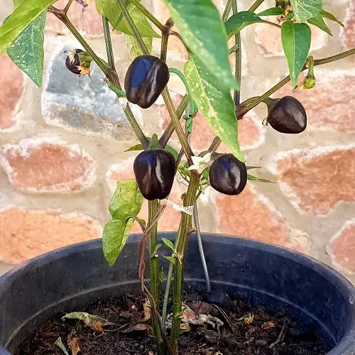 Black Bell Pepper verities