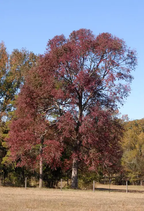 Beautiful Trees With Purple Leaves